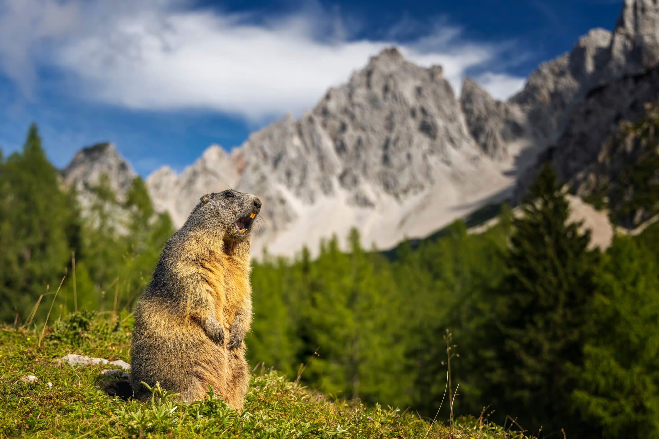 Standing Marmot with Mountain in the background is screaming and warning other marmots